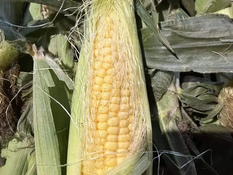 Кукуруза Молочная