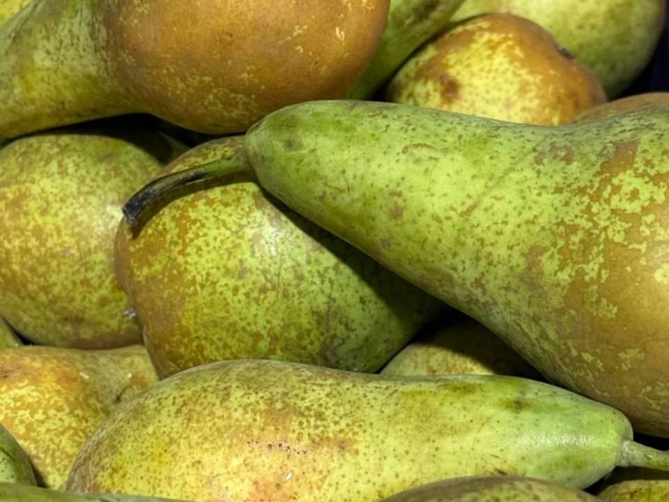 Груша Конференция Бельгия