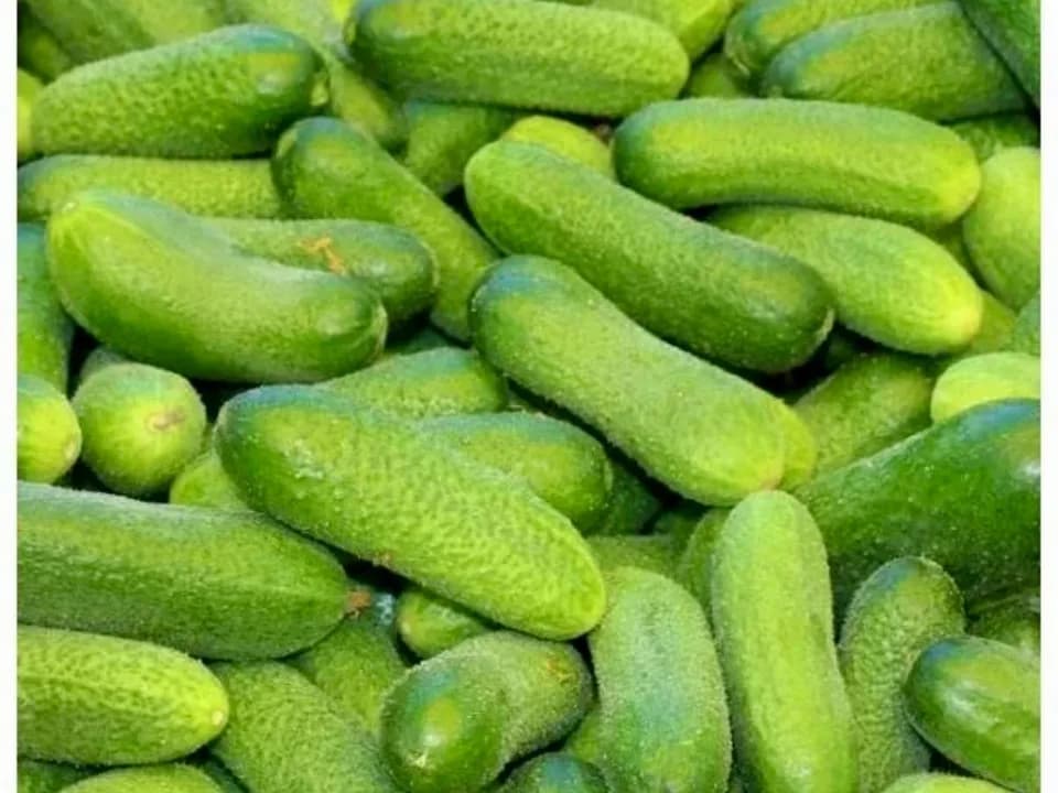 Огурцы псковские