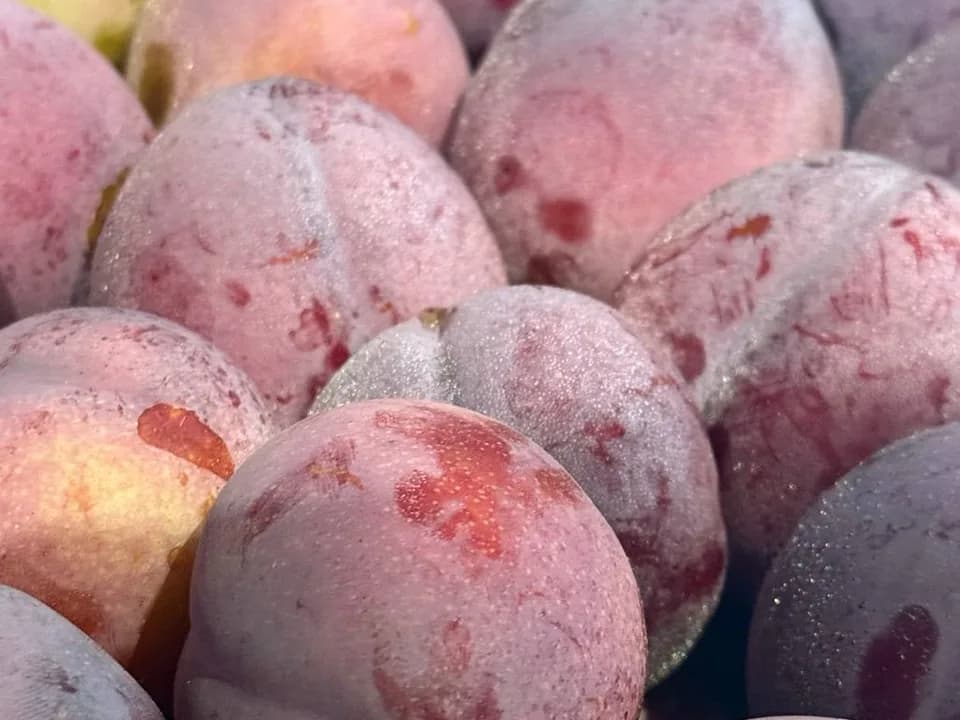 Слива розовая десертная