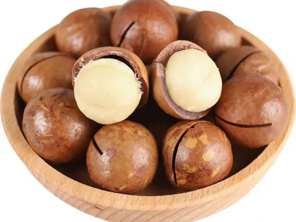 Макадамия крупная