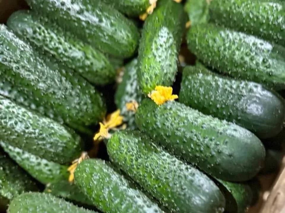Огурцы Миринда